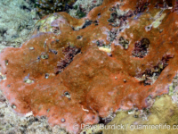 Montipora floweri sensu Randall