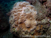 Montipora foveolata sensu Randall