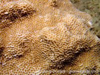 Montipora foveolata sensu Randall
