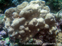 Montipora foveolate sp. 1