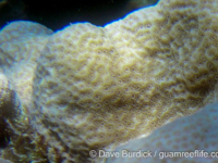 Montipora foveolate sp. 1