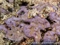 Montipora foveolate sp. A