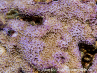 Montipora foveolate sp. A