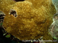 Montipora grisea