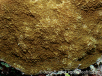 Montipora grisea