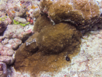 Montipora grisea