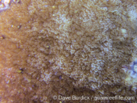 Montipora grisea