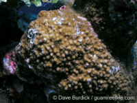 Montipora grisea (Palau)