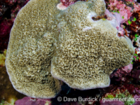 Montipora grisea (Wallis)