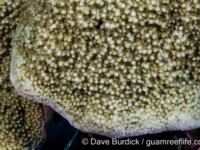 Montipora grisea (Wallis)