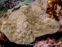 Montipora grisea (Wallis)