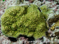 Montipora grisea (Wallis)