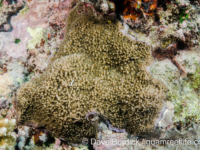 Montipora grisea (Wallis)