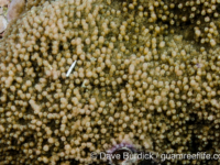 Montipora grisea (Wallis)
