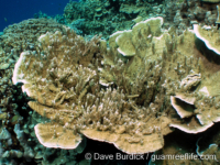 Montipora hispida (Palau)