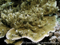 Montipora hispida (Palau)
