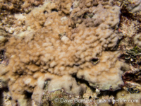 Montipora hoffmeisteri sensu Randall
