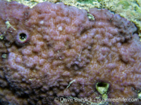 Montipora hoffmeisteri sensu Randall