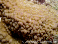 Montipora hoffmeisteri sensu Randall