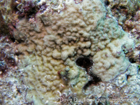 Montipora hoffmeisteri sensu Randall