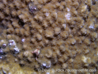 Montipora hoffmeisteri sensu Randall