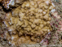 Montipora hoffmeisteri sensu Randall