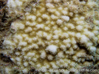 Montipora hoffmeisteri sensu Randall