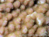 Montipora hoffmeisteri sensu Randall