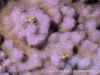 Montipora hoffmeisteri sensu Randall
