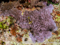 Montipora hoffmeisteri sensu Randall (Wallis)
