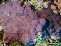 Montipora hoffmeisteri sensu Randall (Wallis)