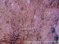 Montipora hoffmeisteri sensu Randall (Wallis)