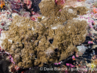 Montipora hoffmeisteri sensu Randall (Wallis)