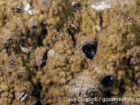 Montipora hoffmeisteri sensu Randall (Wallis)