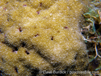 Montipora informis