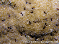Montipora informis