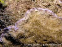 Montipora informis