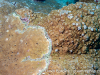 Montipora informis (left, M. efflorescens sensu Randall on right)