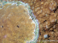 Montipora informis (left, M. efflorescens sensu Randall on right)