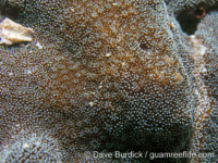 Montipora informis (Anilao)