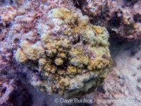 Montipora lobulata sensu Veron (Wallis)