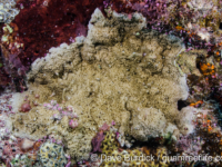 Montipora monasteriata (Wallis)