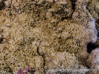 Montipora monasteriata (Wallis)