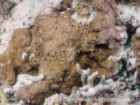 Montipora monasteriata (Wallis)