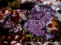 Montipora monasteriata (Wallis)