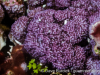 Montipora monasteriata (Wallis)