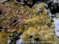 Montipora myriophthalma