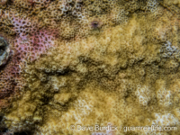 Montipora myriophthalma