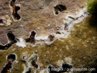 Montipora myriophthalma