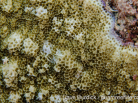 Montipora myriophthalma